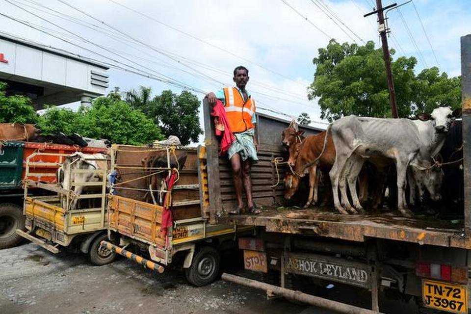 Tirunelveli Corporation impounds 83 stray cattle