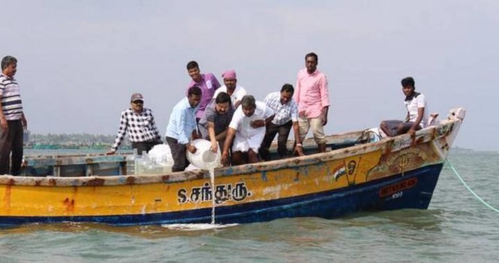 CMFRI scientists at sea ranching in Thonithurai near Mandapam on Sunday.