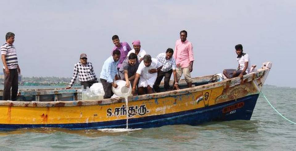 CMFRI scientists at sea ranching in Thonithurai near Mandapam on Sunday. 
