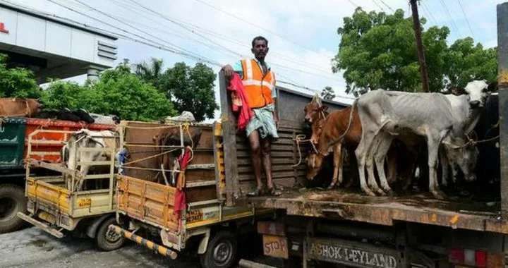 Tirunelveli Corporation impounds 83 stray cattle