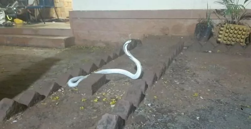 Rare albino cobra sighted in Coimbatore, released into Anaikatti forest