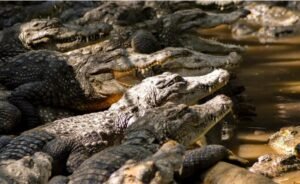 Cambodian Man Killed By 40 Crocodiles After He Tries To Move One