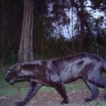 Forest Department Captures Roaming Panther Near Papanasam